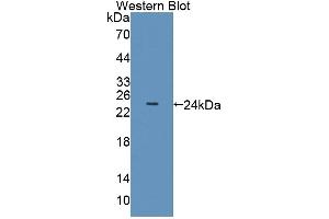 Detection of Recombinant OLFM3, Human using Polyclonal Antibody to Olfactomedin 3 (OLFM3) (Olfactomedin 3 Antikörper  (AA 24-198))