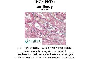 Image no. 2 for anti-Polycystic Kidney Disease 1 (Autosomal Dominant) (PKD1) (C-Term) antibody (ABIN1738122) (PKD1 Antikörper  (C-Term))
