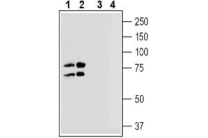 Sodium Hydrogen Exchanger 7 (SLC9A7) peptide