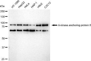 Western blotting analysis using A-kinase anchoring protein 8 antibody (ABIN7797434).