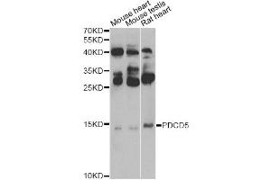 Western blot analysis of extracts of various cell lines, using PDCD5 Antibody (ABIN5974400) at 1/500 dilution. (PDCD5 Antikörper)