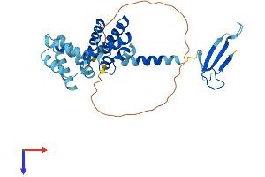 TCEA1 Protein (AA 1-301) (His tag)