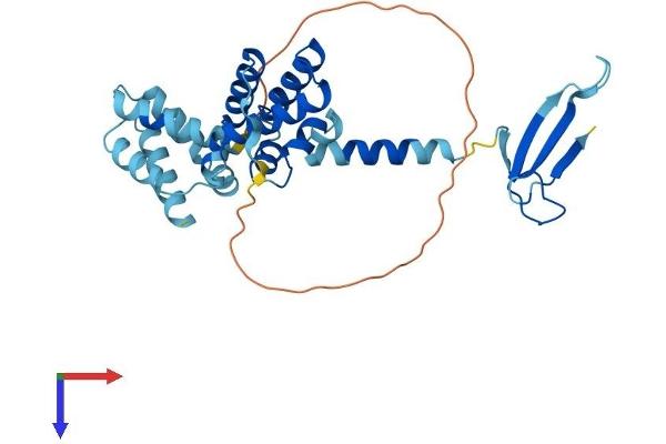TCEA1 Protein (AA 1-301) (His tag)