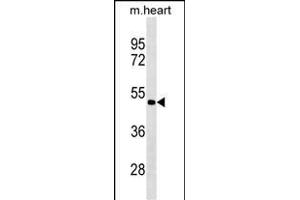 PCOLCE2 Antibody (Center) (ABIN1881638 and ABIN2838940) western blot analysis in mouse heart tissue lysates (35 μg/lane). (PCOLCE2 Antikörper  (AA 201-230))