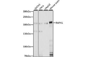 Western blot analysis of extracts of various cell lines, using RAPH1 antibody. (RAPH1 Antikörper)