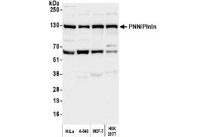 Western Blotting (WB) image for anti-Pinin, Desmosome Associated Protein (PNN) (C-Term) antibody (ABIN7451967) (PNN Antikörper  (C-Term))