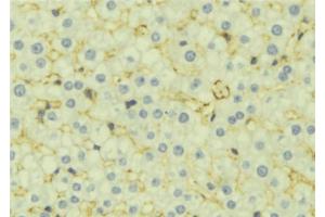 ABIN6277071 at 1/100 staining Mouse liver tissue by IHC-P. (IGF2 Antikörper  (Internal Region))