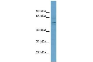 WB Suggested Anti-CBX2 Antibody Titration: 0. (CBX2 Antikörper  (Middle Region))