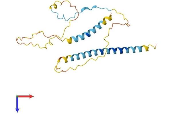 RCAS1 Protein (AA 1-213) (His tag)