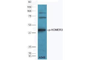 A549 lysate probed with Rabbit Anti-HOMER3 (Thr36) Polyclonal Antibody  at 1:5000 90min in 37˚C. (HOMER3 Antikörper  (pThr36))