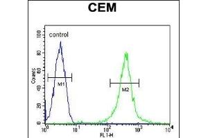 Y2B Antibody (N-term) (ABIN654651 and ABIN2844347) flow cytometric analysis of CEM cells (right histogr) compared to a negative control cell (left histogr). (AMY2B Antikörper  (N-Term))