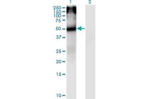 Western Blot analysis of CHRNA5 expression in transfected 293T cell line by CHRNA5 monoclonal antibody (M01), clone 7D3.