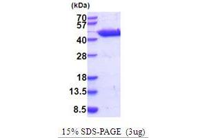 SDS-PAGE (SDS) image for Glutamic-Oxaloacetic Transaminase 1, Soluble (Aspartate Aminotransferase 1) (GOT1) (AA 1-413) (Active) protein (His tag) (ABIN5854232)