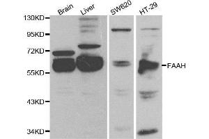 Western blot analysis of extracts of various cell lines, using FAAH antibody. (FAAH Antikörper  (AA 450-579))