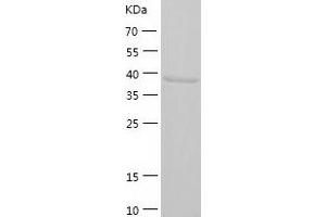 Western Blotting (WB) image for CREB/ATF BZIP Transcription Factor (CREBZF) (AA 1-354) protein (His tag) (ABIN7122498) (CREBZF Protein (AA 1-354) (His tag))