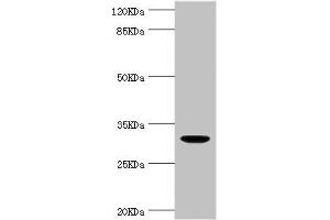 Western blot All lanes: KLK10 antibody at 1. (Kallikrein 1 Antikörper  (AA 35-276))