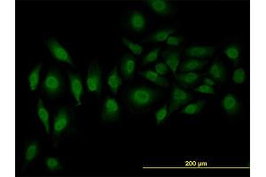 Immunofluorescence of monoclonal antibody to SFRS3 on HeLa cell. (SRSF3 Antikörper  (AA 1-85))