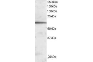 Image no. 1 for anti-Forkhead Box A2 (FOXA2) (C-Term) antibody (ABIN374335) (FOXA2 Antikörper  (C-Term))