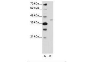 Image no. 1 for anti-Zinc Finger Protein 488 (ZNF488) (N-Term) antibody (ABIN6736221) (ZNF488 Antikörper  (N-Term))