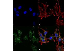 Immunocytochemistry/Immunofluorescence analysis using Rabbit Anti-Ghrelin Polyclonal Antibody (ABIN5066638).