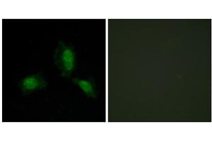 Immunofluorescence (IF) image for anti-Insulin Receptor Substrate 1 (IRS1) (Ser312) antibody (ABIN1848113) (IRS1 Antikörper  (Ser312))