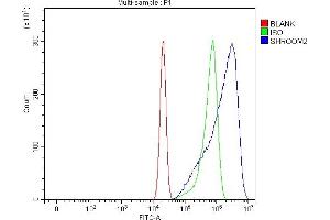 anti-Shroom Family Member 2 (SHROOM2) (AA 427-1138) antibody