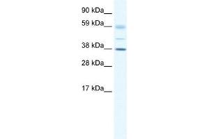 SOX17 antibody used at 0. (SOX17 Antikörper  (C-Term))