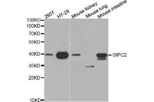 Western blot analysis of extracts of various cell lines, using GIPC2 antibody. (GIPC2 Antikörper  (AA 1-315))