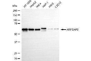 Western blotting analysis using ARFGAP3 antibody (ABIN7797533). (ARFGAP3 Antikörper)