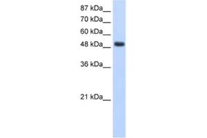 Western Blotting (WB) image for anti-RNA Binding Motif, Single Stranded Interacting Protein 1 (RBMS1) antibody (ABIN2462135)