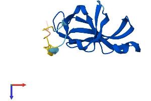 YPEL1 Protein (AA 1-119) (His tag)