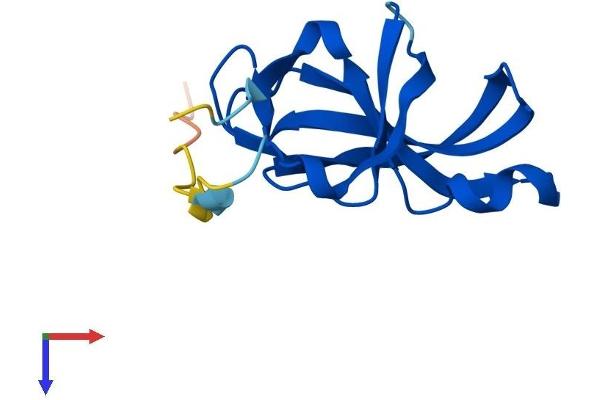 YPEL1 Protein (AA 1-119) (His tag)