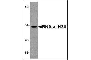 Western blot analysis of RNAse H2A in HeLa cell lysate with this product at 1 μg/ml. (RNASEH2A Antikörper  (Center))