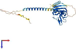 Klra7 Protein (AA 1-280) (His tag)