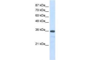 Western Blotting (WB) image for anti-U11/U12 SnRNP 35 KDa Protein antibody (ABIN2462235) (SNRNP35 Antikörper)