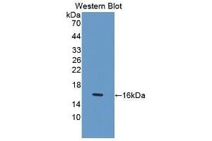 Western Blotting (WB) image for anti-Growth Differentiation Factor 1 (GDF1) (AA 230-357) antibody (ABIN1175494) (GDF1 Antikörper  (AA 230-357))