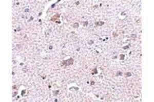 Immunohistochemistry (IHC) image for anti-Cerebral Dopamine Neurotrophic Factor (CDNF) (C-Term) antibody (ABIN1030330) (CDNF Antikörper  (C-Term))
