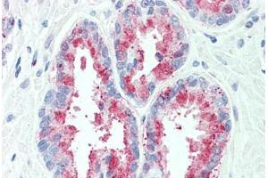 Anti-TSPAN13 antibody  ABIN1049446 IHC staining of human, prostate.
