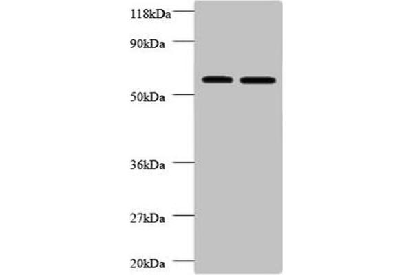 FUCA2 Antikörper  (AA 29-465)