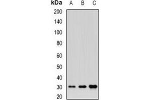 Western blot analysis of BTNL2 expression in HepG2 (A), HL60 (B), mouse liver (C) whole cell lysates. (BTNL2 Antikörper)