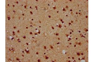 IHC image of ABIN7162061 diluted at 1:600 and staining in paraffin-embedded human brain tissue performed on a Leica BondTM system. (NAP1L5 Antikörper  (AA 1-67))