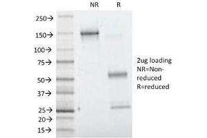 SDS-PAGE Analysis of Purified, BSA-Free Villin Antibody (clone VIL1/1314). (Villin 1 Antikörper  (AA 179-311))
