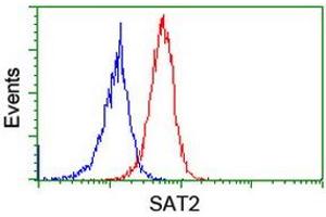 Image no. 3 for anti-Spermidine/Spermine N1-Acetyltransferase 2 (SAT2) antibody (ABIN1500807) (SAT2 Antikörper)