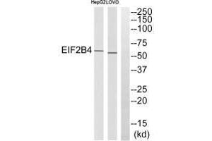 Western Blotting (WB) image for anti-Eukaryotic Translation Initiation Factor 2B, Subunit 4 Delta, 67kDa (EIF2B4) antibody (ABIN7183493)