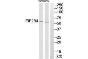 Western blot analysis of extracts from HepG2 cells and LOVO cells, using EIF2B4 antibody. (EIF2B4 Antikörper)