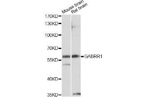 Western blot analysis of extracts of various cell lines, using GABRR1 antibody (ABIN1872764) at 1:1000 dilution. (GABRR1 Antikörper)