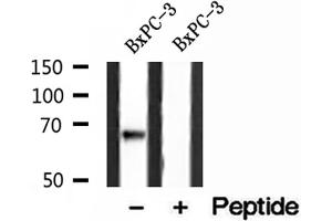 Western blot analysis of extracts of BxPC-3 cells, using LMNB2 antibody. (Lamin B2 Antikörper  (Internal Region))