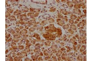 IHC image of ABIN7139855 diluted at 1:400 and staining in paraffin-embedded human pancreatic tissue performed on a Leica BondTM system. (GIP Antikörper  (AA 113-131))