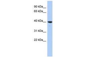 Image no. 1 for anti-Glutaredoxin 3 (GLRX3) (N-Term) antibody (ABIN6741475) (GLRX3 Antikörper  (N-Term))