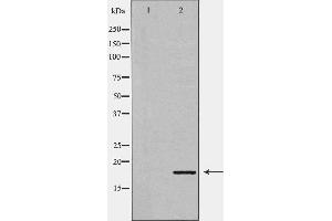 Western blot analysis of Mouse liver tissue lysates, using GADD45A Antibody.